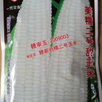 ข้าวโพดหวานสีขาวเมจิ 2 - White Sweet Corn Meji II 20 เมล็ด