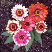บานชื่นเวิลลิจิกคละสี - Mixed Whirligig Zinnia 20 เมล็ด