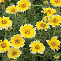 ไทดี้ทิป - Tidy Tip 150 เมล็ด