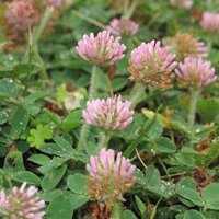 โคลเวอร์สตรอว์เบอร์รีปาเลสไตน์ - Strawberry Palestine Clover 200 เมล็ด