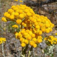 เดซี่ช่อสีเหลือง - Clustered Everlasting Daisy 100 เมล็ด