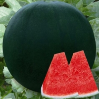 แตงโมไร้เมล็ดแบล็ก - Black Seedless Watermelon 10 เมล็ด