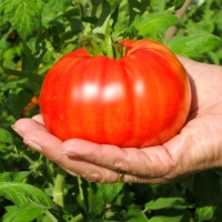 มะเขือเทศบีฟสเต็กสีแดง - Red Beefsteak Tomato 50 เมล็ด