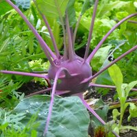 กะหล่ำปมสีม่วง - Purple Kohlrabi 200 เมล็ด