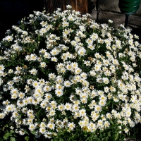 เดซี่เลื้อย - Creeping Daisy 150 เมล็ด