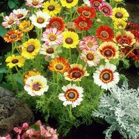 เดซี่สามสี - Mixed Tricolor Daisy (Chrysanthemum carinatum) 200 เมล็ด