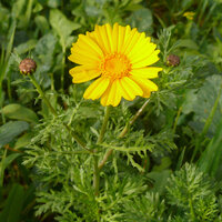 เดซี่สีเหลือง - Yellow Daisy (Chrysanthemum Multicaule) 200 เมล็ด