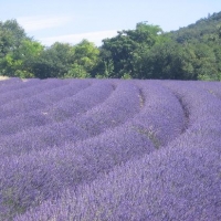ลาเวนเดอร์อังกฤษ - English Lavender 100 เมล็ด