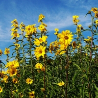 ทานตะวันเม็กซิมิเลี่ยน - Maximilian Sunflower 5 กรัม