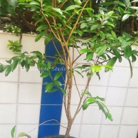 เชอร์รี่ริโอแกรนด์ - Cherry of Rio Grande (Eugenia involucrata) ต้นใหญ่