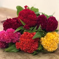 หงอนไก่คละสี - Mixed Cockscomb 200 เมล็ด