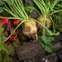 บีทชูการ์ - Sugar Beet 200 เมล็ด