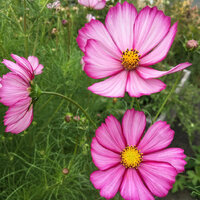 ดาวกระจายพิโคที - Picotee Cosmos 100 เมล็ด