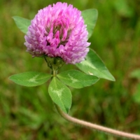 โคลเวอร์สีแดง - Red Clover 200 เมล็ด