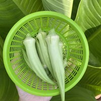 กระเจี๊ยบมอญสีขาว - Silver Queen Okra 20 เมล็ด