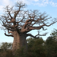 เบาบับมาดากัสการ์เรียนสิส - Adansonia madagascariensis