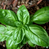 โหระพาเจนัว - Genovese Sweet Basil 300 เมล็ด