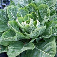 คอลลาร์ดแชมป์เปี้ยน - Champion Collard 300 เมล็ด