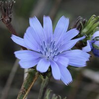 ชิโครี (รากใช้ทำกาแฟ) - Chicory root 300 เมล็ด