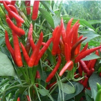 พริกช่อจีน แบ่งใส่ซองซิป 50 เมล็ด - Chinese High Yield Hot Pepper