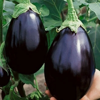 มะเขือม่วงแบล็กบิวตี้ - Black Beauty Eggplant 100 เมล็ด