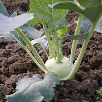 กะหล่ำปมสีเขียว - Kohlrabi 200 เมล็ด