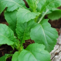 ร็อกเก็ตวาซาบิ - Eruca sativa Wasabi (Rocket) 200 เมล็ด