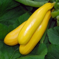 ซูกินี่สีเหลือง - Golden Zucchini 10 เมล็ด