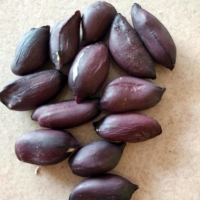 ถั่วลิสงผิวดำ - Black Peanut 20 เมล็ด