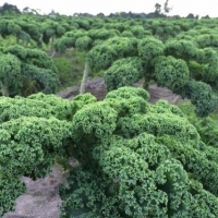 เคลใบหยิก - Dwarf Blue Curled Kale 100 เมล็ด