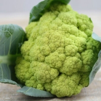 กะหล่ำดอกสีเขียว - Green Macerata Cauliflower 50 เมล็ด