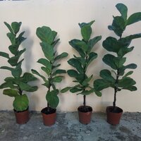 ต้นไทรใบสัก - Fiddle Fig (Ficus lyrata) ขนาด 60 ซม.