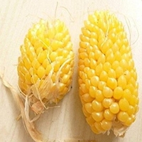 ข้าวโพดป๊อปคอร์นสับปะรดสีเหลือง - Pineapple Popcorn 15 เมล็ด