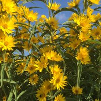 ทานตะวันเม็กซิมิเลี่ยน - Maximilian Sunflower 100 เมล็ด