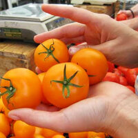 มะเขือเทศจูบิลีสีทอง - Golden Jubilee Tomato 50 เมล็ด