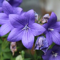 ดอกบอลลูนสีฟ้า - Blue Balloon Flower (Platycodon grandiflorus) 100 เมล็ด