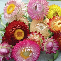 ดอกกระดาษคละสี - Mixed Strawflower 200 เมล็ด