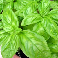 โหระพาอิตาลีใบใหญ่ - Large Leaf Italian Basil 300 เมล็ด