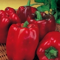 พริกหวานสีแดง - Yolo Wonder L Pepper 50 เมล็ด