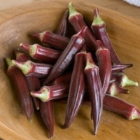กระเจี๊ยบมอญสีแดง - Burgundy Okra 50 เมล็ด