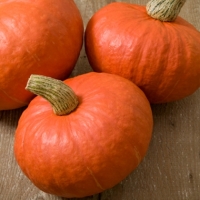 ฟักทองญี่ปุ่นสีส้ม F1 - Red chesnut Japanese Pumpkin F1 6 เมล็ด