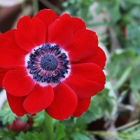 อะนีโมนีสีแดง - Hollandia Anemone