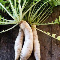 หัวไชเท้าญี่ปุ่นมิโนวาเสะ - Japanese Minowase Radish 100 เมล็ด