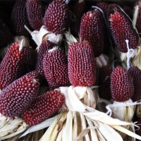ข้าวโพดป๊อปคอร์นสตรอเบอรี่สีแดง - Red Strawberry Popcorn 25 เมล็ด