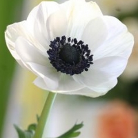 อะนีโมนีสีขาว - White Anemone