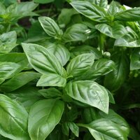 โหระพาฝรั่ง - Sweet Basil 300 เมล็ด