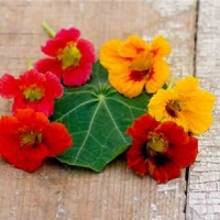 นัซเทอร์เที่ยมคละสี - Mixed Nasturtium (ดอก ใบ ทานได้) 10 เมล็ด