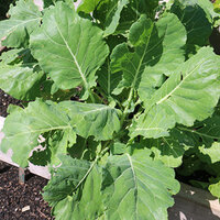 คอลลาร์ดมอริสเฮดดิ้ง - Morris Heading Collard 300 เมล็ด
