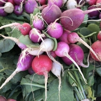 แรดิชไข่อีสเตอร์คละสี - Mixed Easter Egg Radish 150 เมล็ด