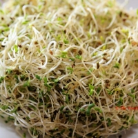 อัลฟัลฟา - Alfalfa 4 กรัม
